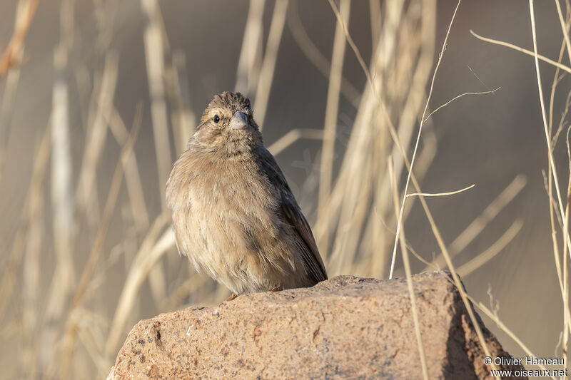 Bruant des rochersadulte, identification