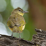 Bulbul à poitrine jaune