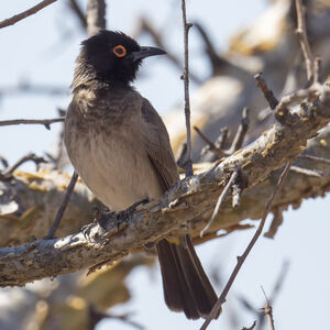 Bulbul brunoir