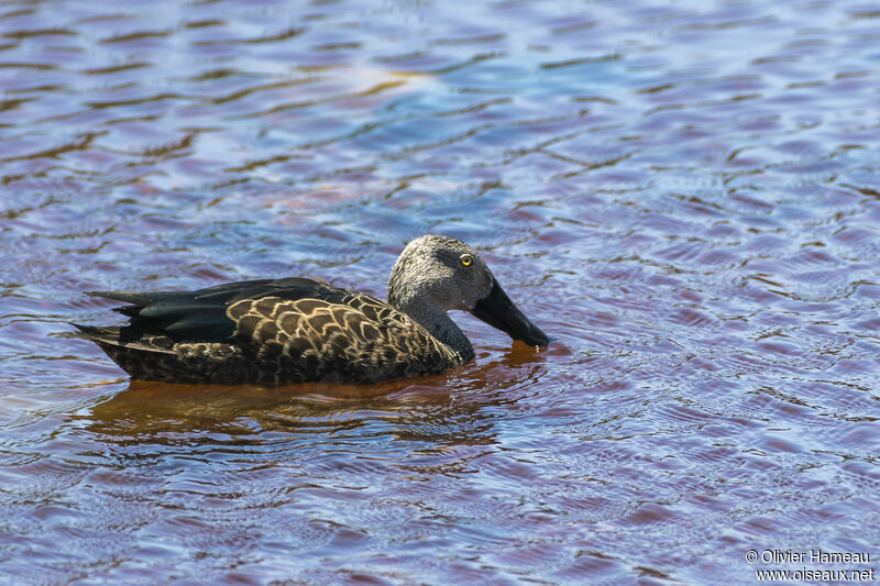 Canard de Smith mâle adulte, identification