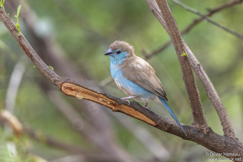 Cordonbleu de l'Angolaadulte, identification