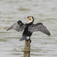 Cormoran à poitrine blanche