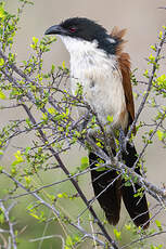 Coucal de Burchell