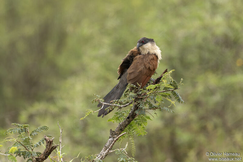 Coucal de Burchelladulte, identification