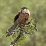 Coucal de Burchell