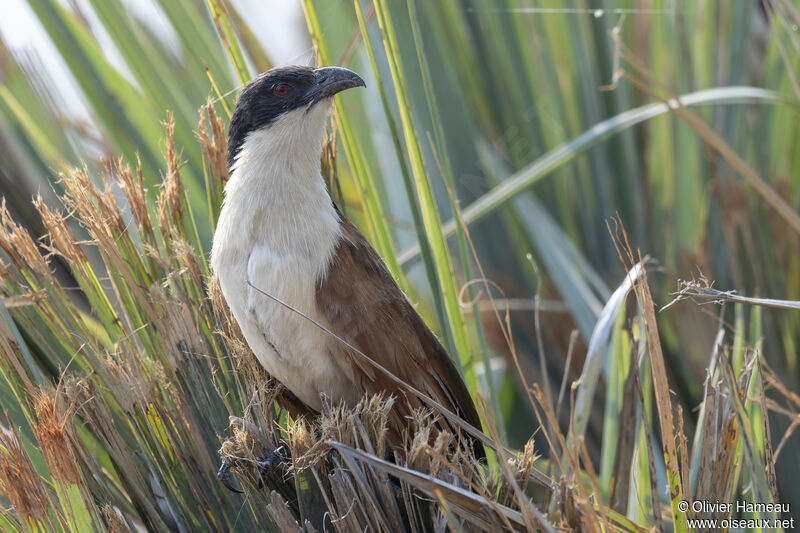 Coucal des papyrusadulte, habitat