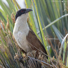 Coucal des papyrus