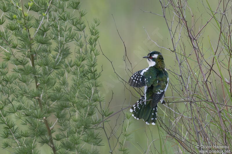 Diederik Cuckoo male adult, identification