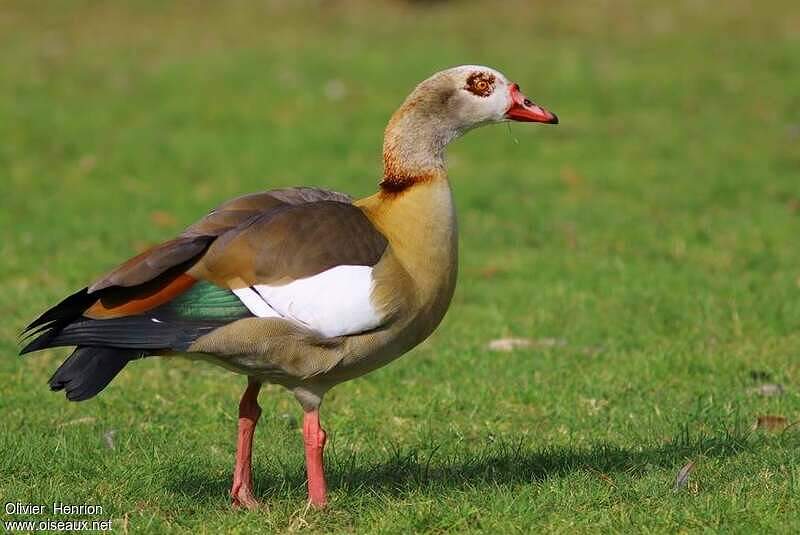 Egyptian Goose - Alopochen aegyptiaca adult - ohen180986