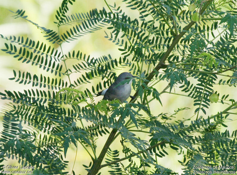 Mauritius Grey White-eye