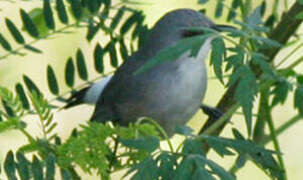 Mauritius Grey White-eye