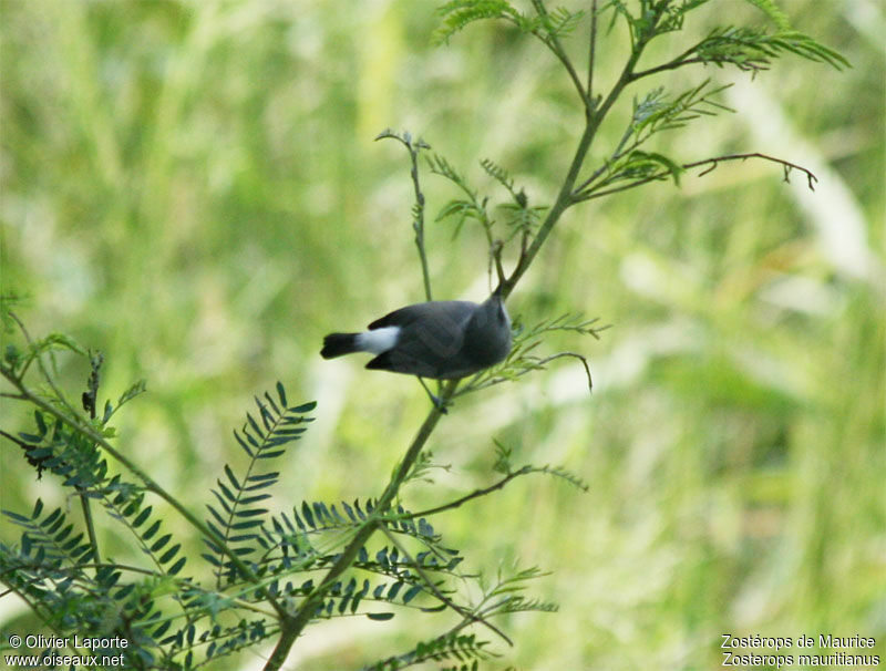 Mauritius Grey White-eye