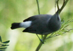 Mauritius Grey White-eye