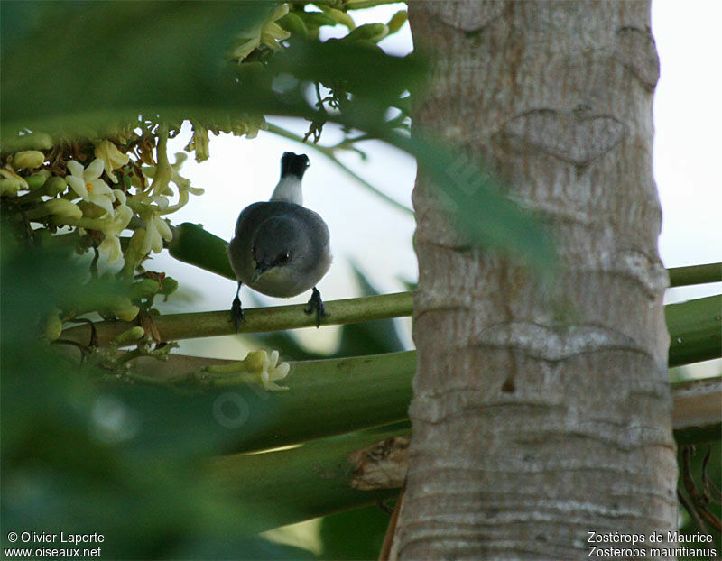 Mauritius Grey White-eye