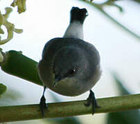 Mauritius Grey White-eye