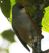 Mauritius Grey White-eye