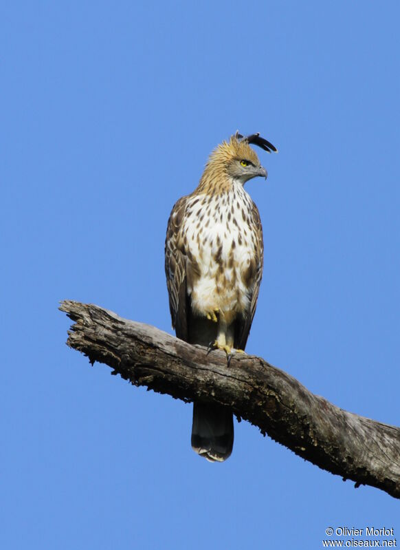 Aigle huppé