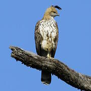 Changeable Hawk-Eagle