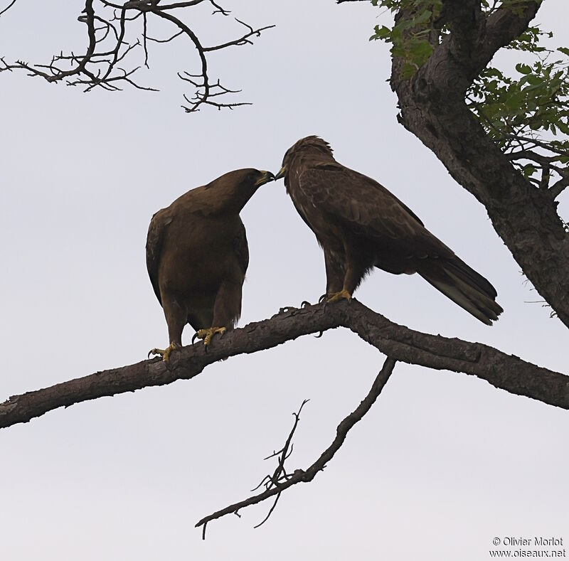 Lesser Spotted Eagle