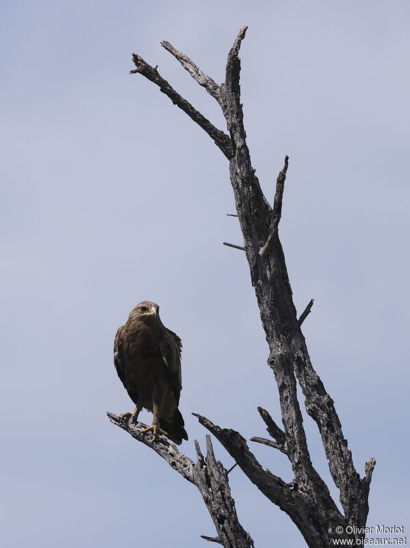 Lesser Spotted Eagle