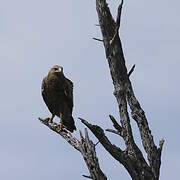 Lesser Spotted Eagle