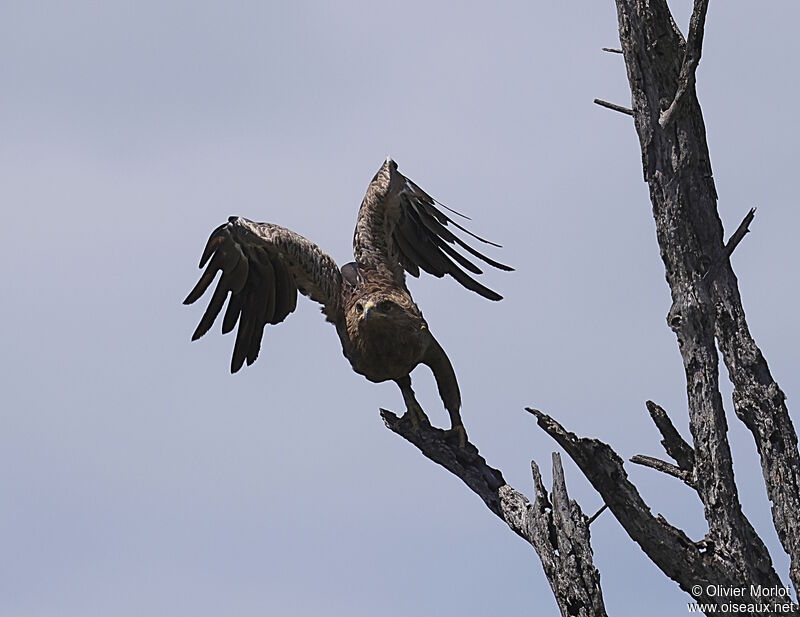 Aigle pomarin