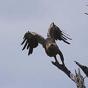 Lesser Spotted Eagle