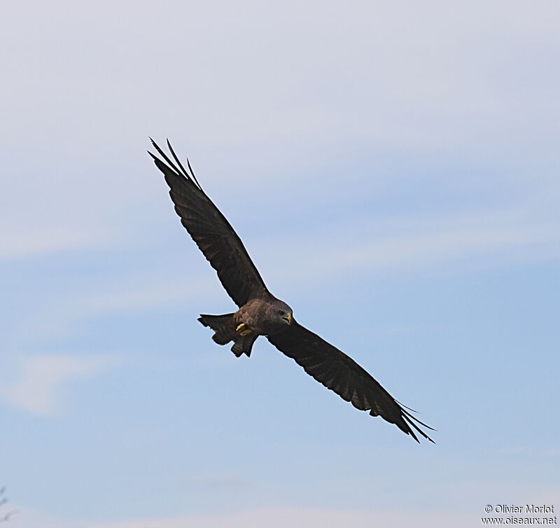 Aigle pomarin