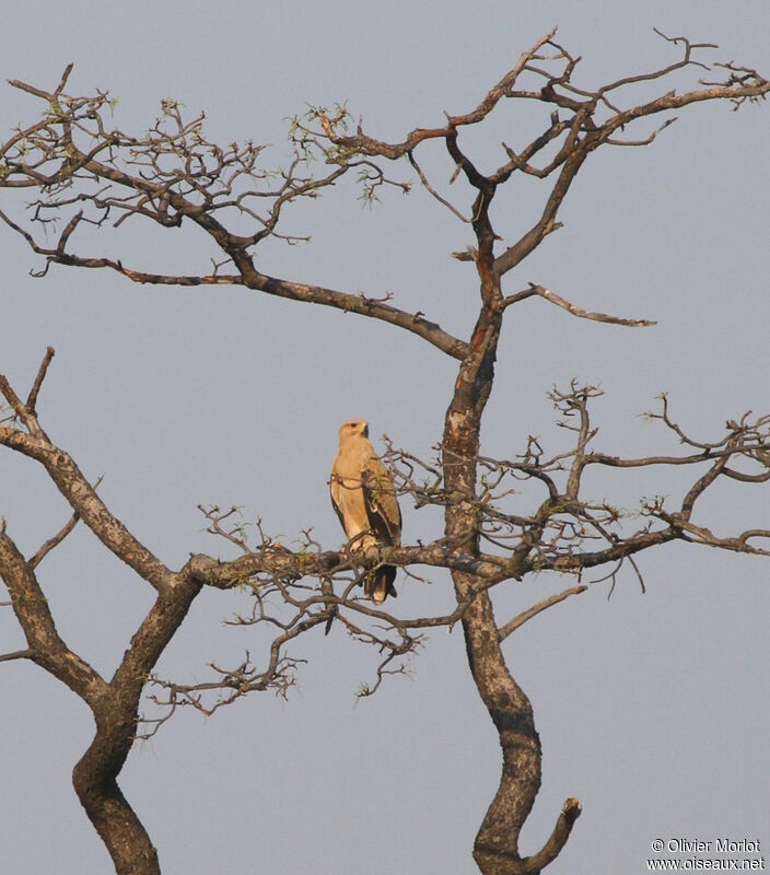 Tawny Eaglejuvenile