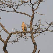 Tawny Eagle