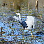 Aigrette à face blanche