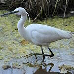 Aigrette garzette