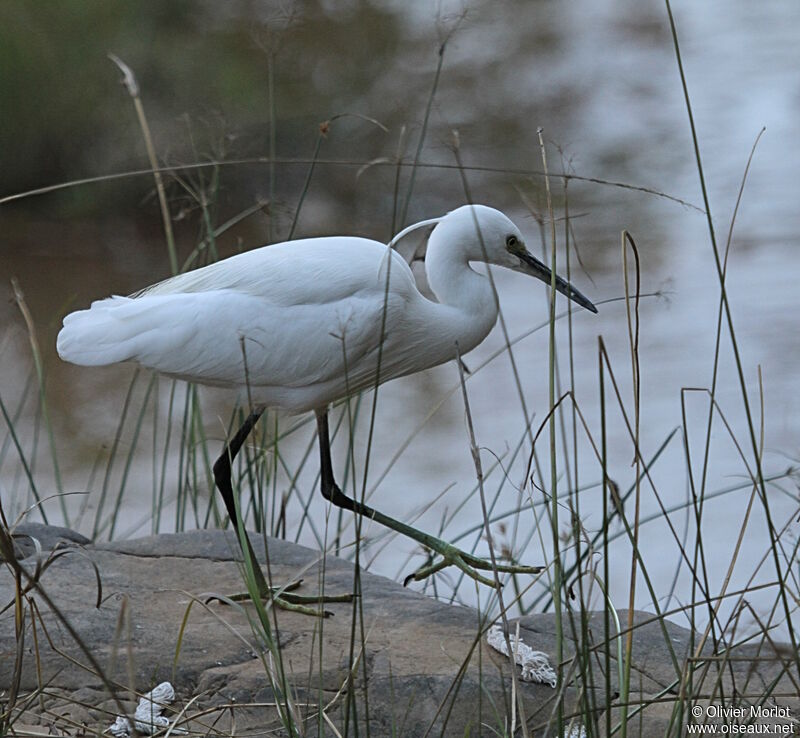 Aigrette garzette