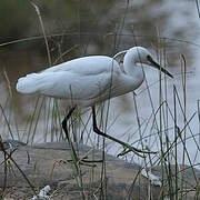 Aigrette garzette