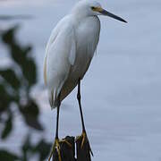 Aigrette neigeuse