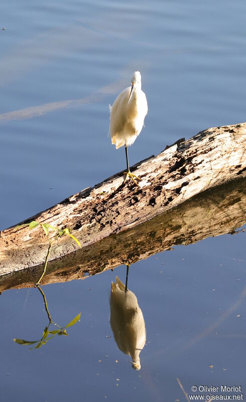 Snowy Egret