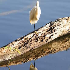 Aigrette neigeuse