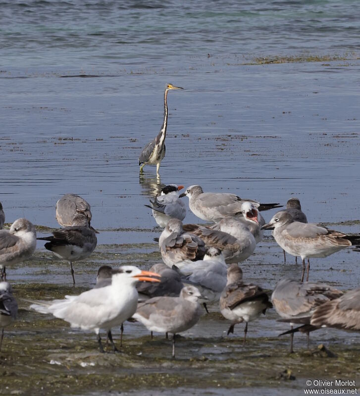 Aigrette tricolore