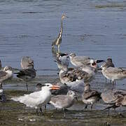 Aigrette tricolore