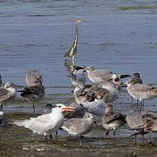 Aigrette tricolore