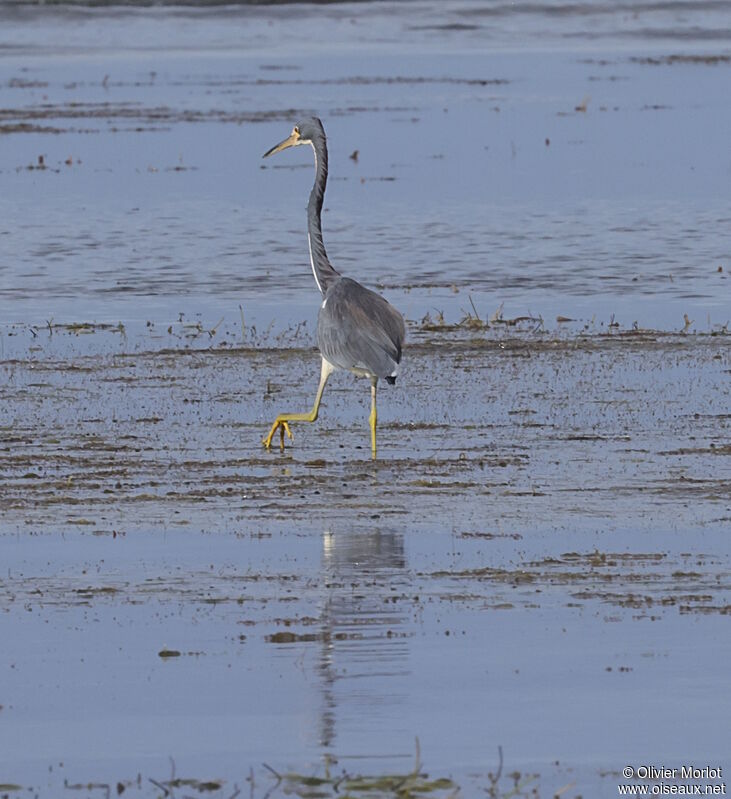 Tricolored Heron