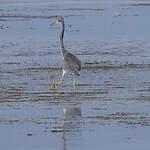 Aigrette tricolore