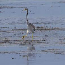 Aigrette tricolore