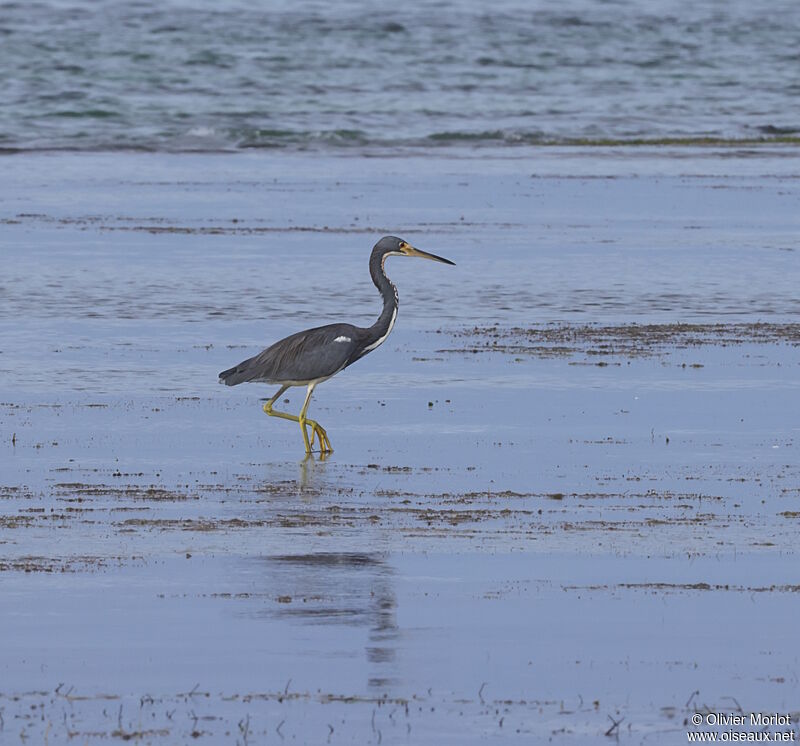 Aigrette tricolore