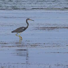 Aigrette tricolore