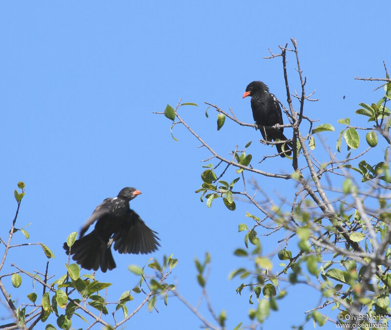 Red-billed Buffalo Weaver