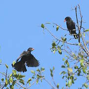 Red-billed Buffalo Weaver