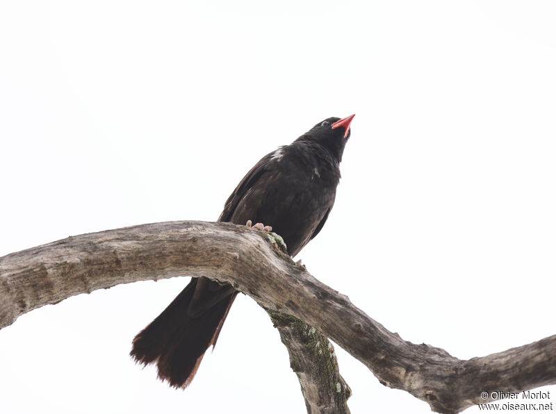 Red-billed Buffalo Weaver