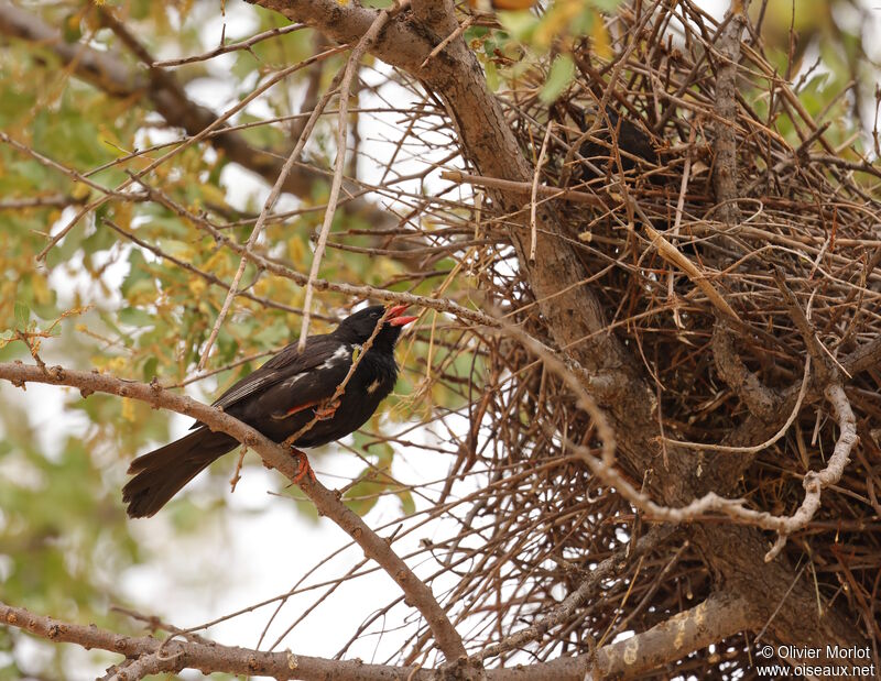 Red-billed Buffalo Weaver