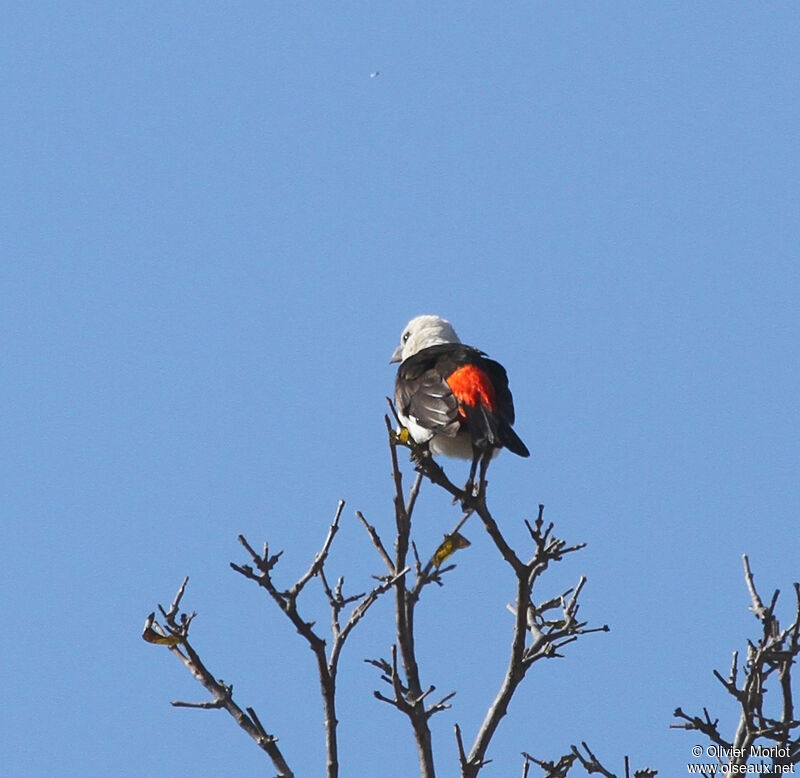 White-headed Buffalo Weaver